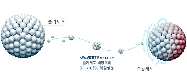 엑소좀